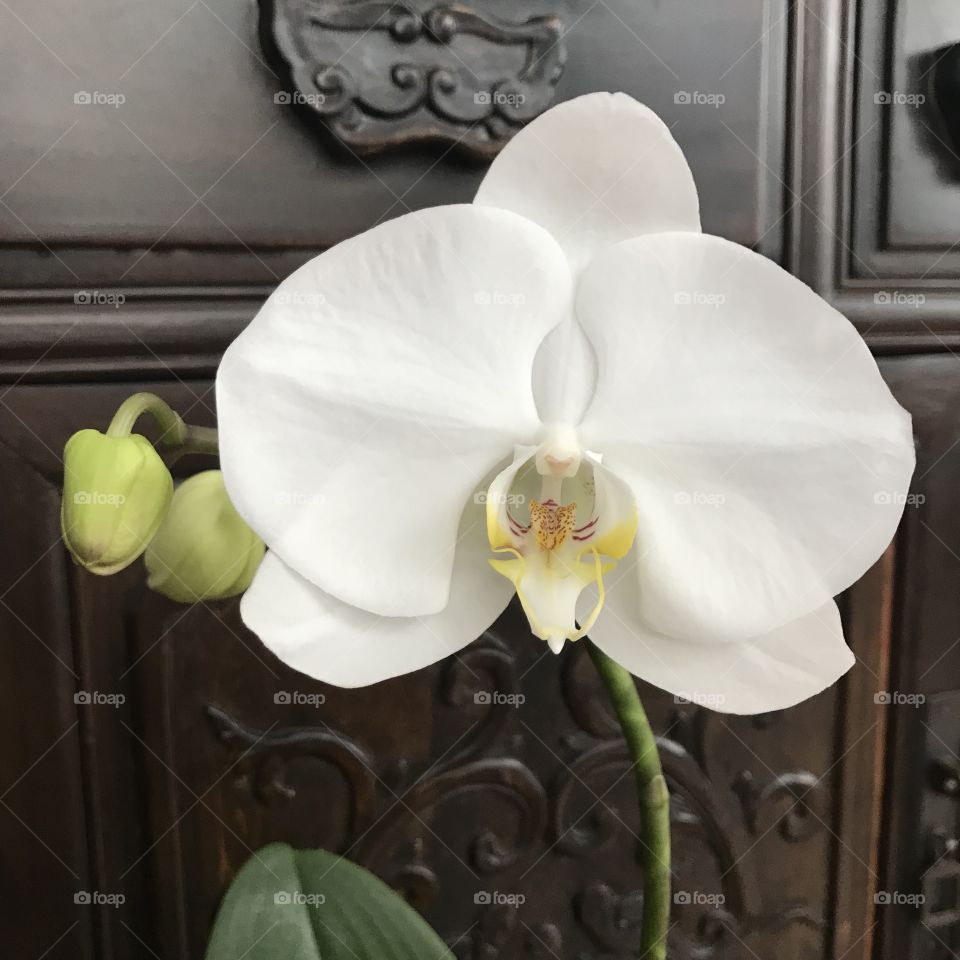 My blooming orchids 