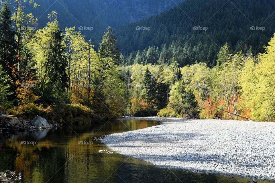 Fall has arrived on the West Canyon Trail in Golden Ears Provincial Park, Maple Ridge, BC