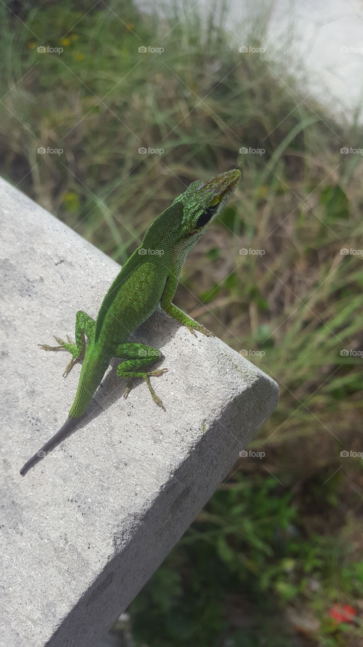 A lizzard