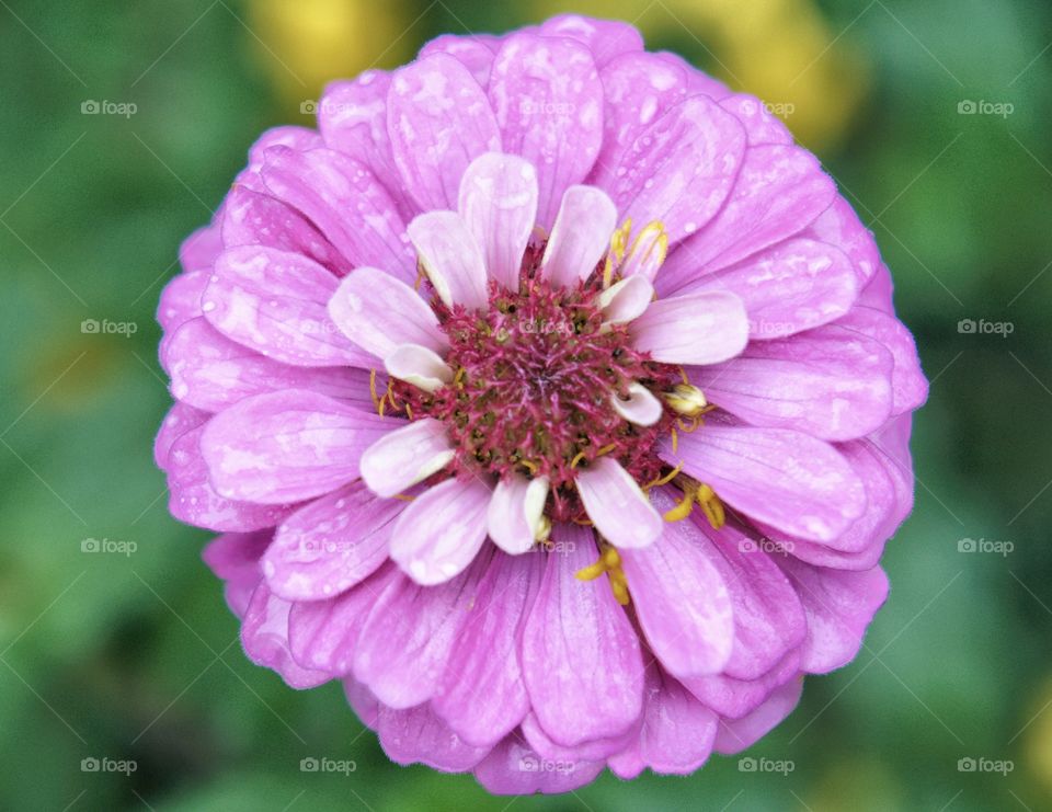 Zinia macro 