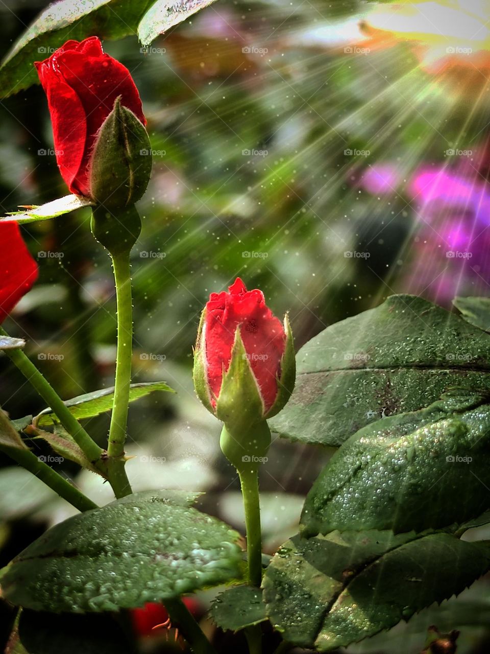 Flowers.  Red rosebuds and green leaves with dew drops on them.  The light rays of the sun fall on the flowers