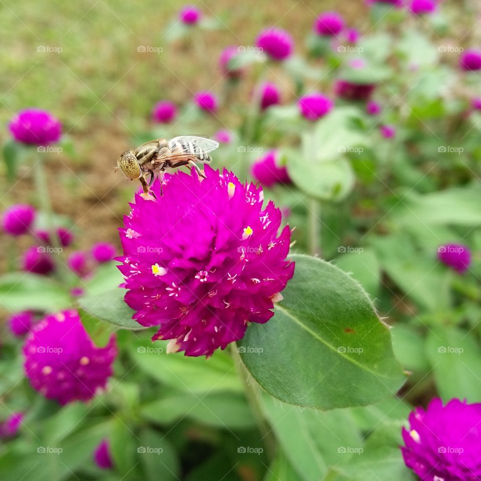 bee on the pink flower..