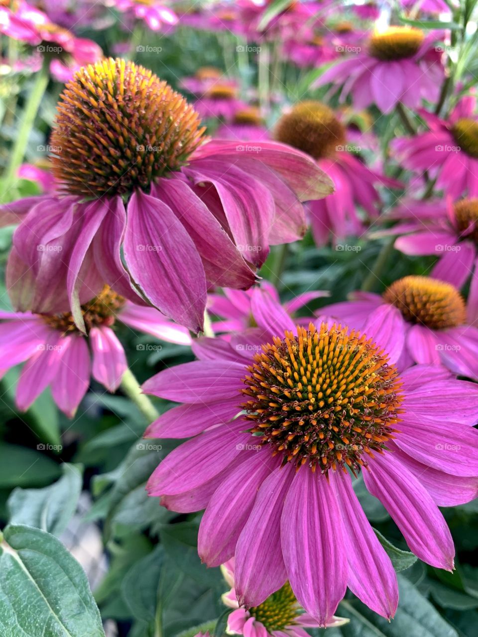 Coneflowers