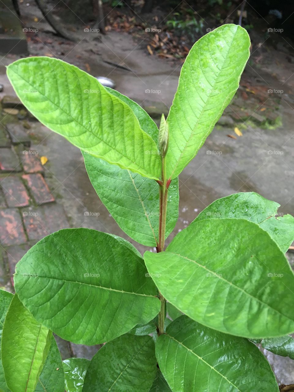 Goava leaf
