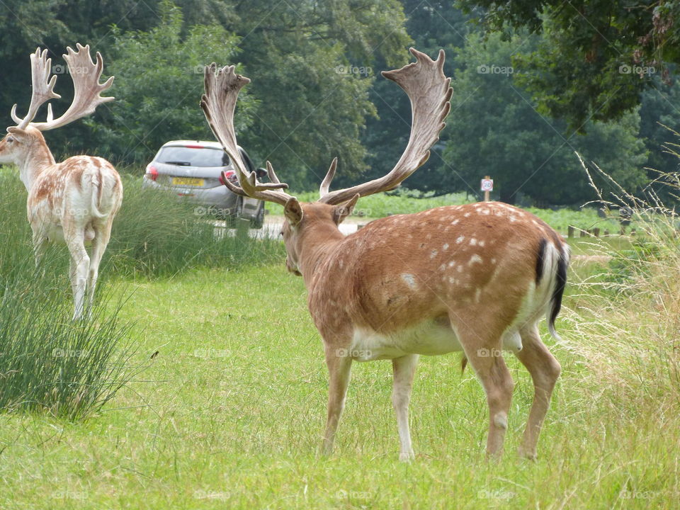 Deer, Antler, Buck, Grass, Stag