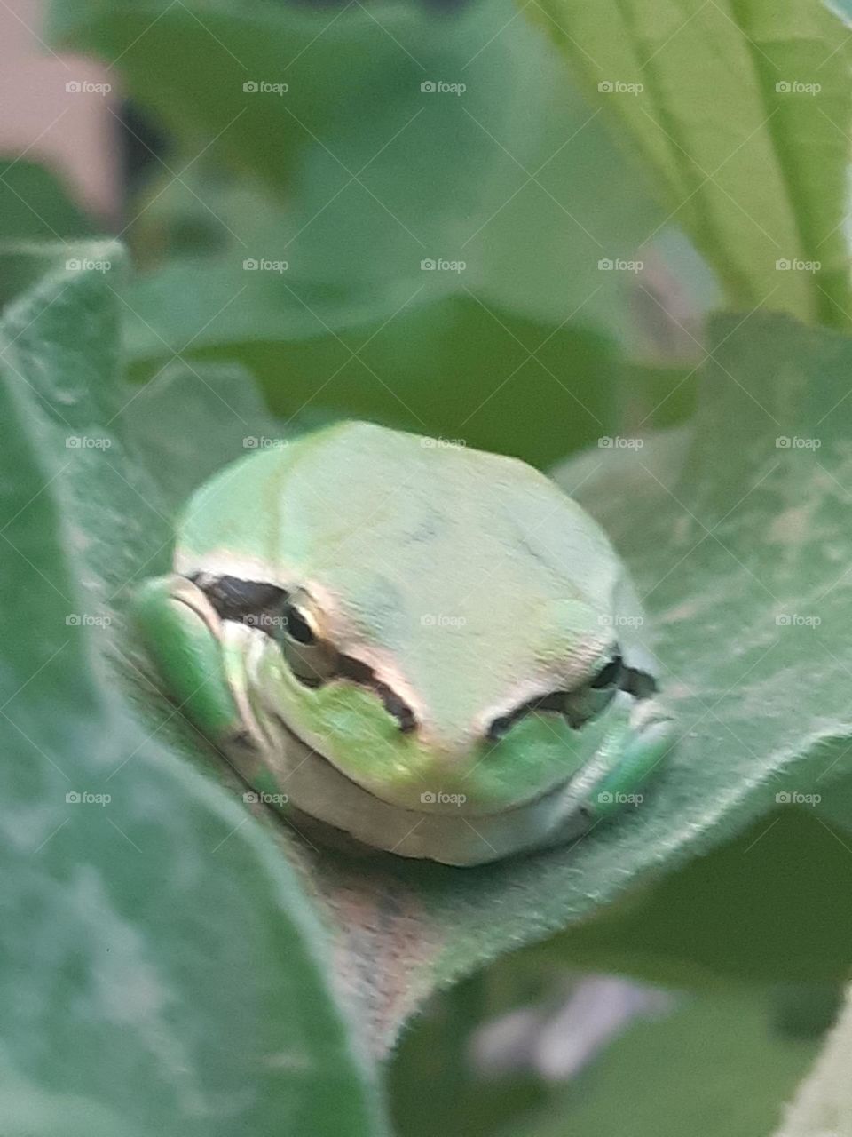 beautiful frog