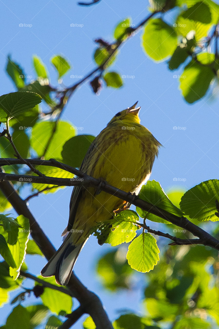 Nature, Bird, Tree, No Person, Wildlife