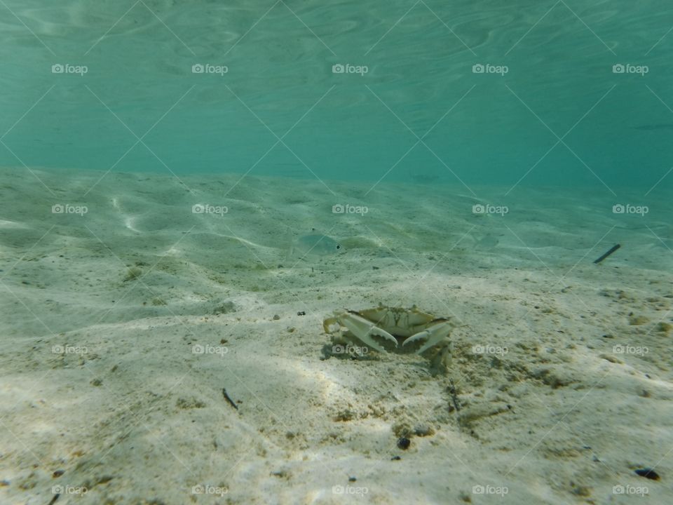 Underwater crab