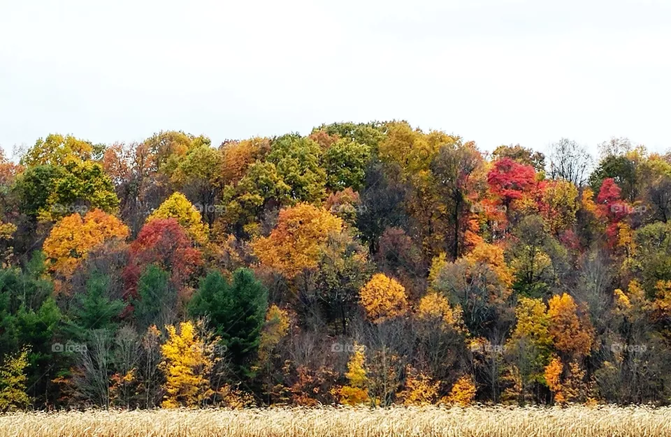 Autumb