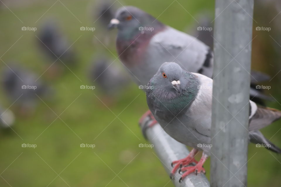 Pigeons perched on a rainy day