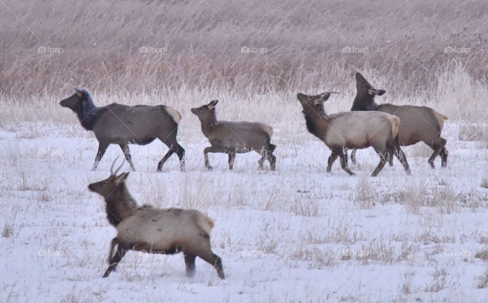 Elk herd on the move during a colorful alpenglow in the middle of winter. The movement is apparent. The lines are soft.
