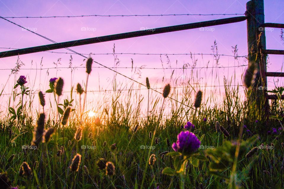 Clover flower against grass, barbed wire fence, and a lavender sunset