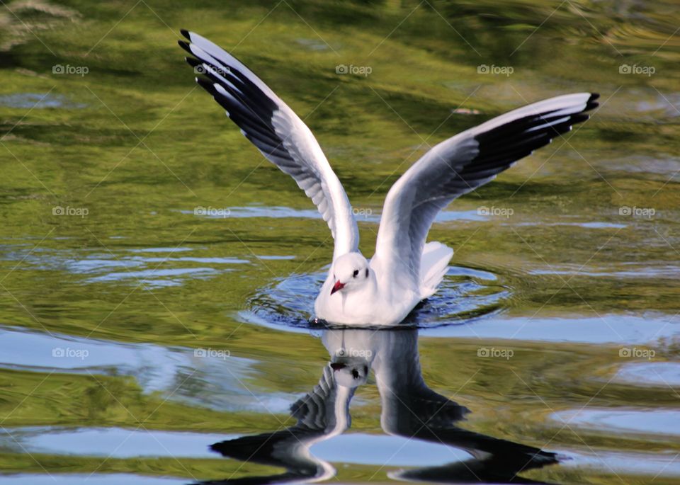 Animals, seagull, birds, water, wings, flight