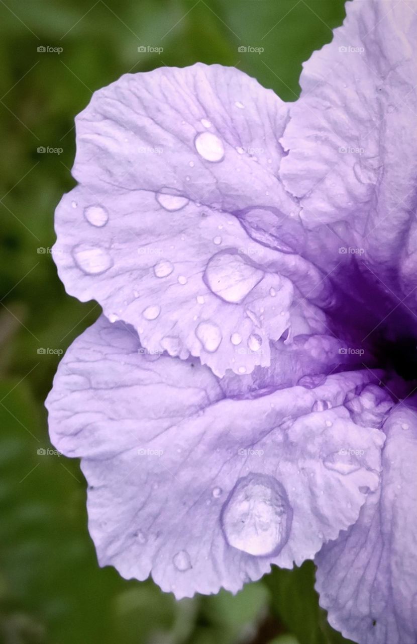rain drops on Minnie roots flower...