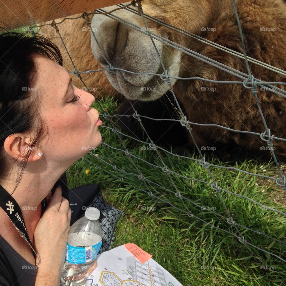 I kissed a camel, and I liked it!