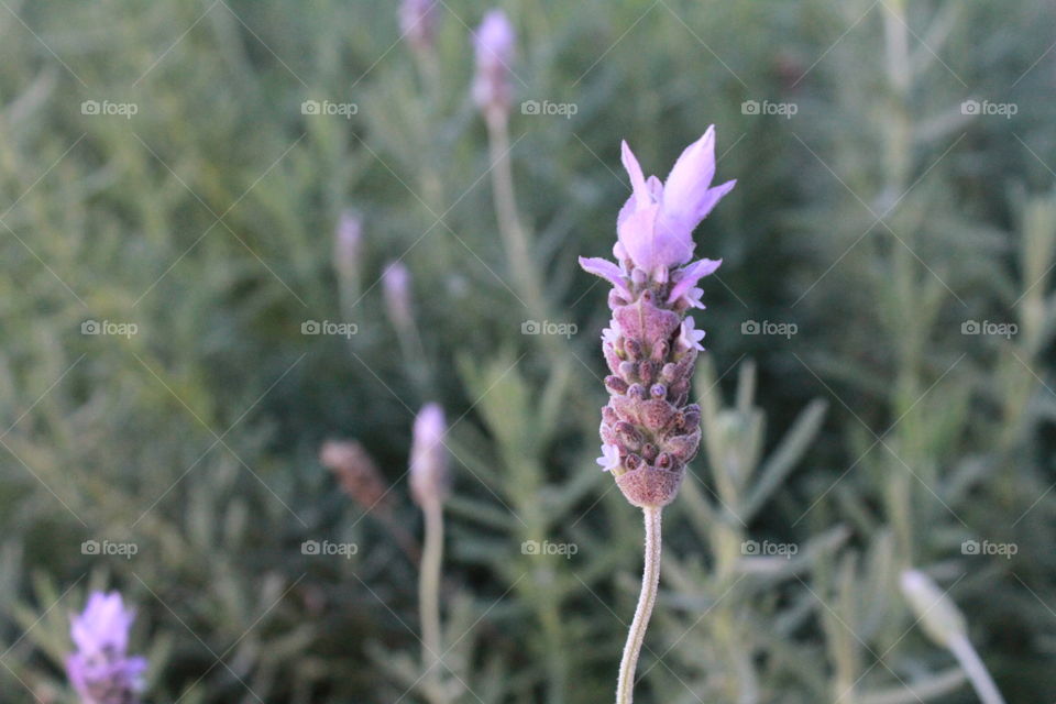 close up Lavendar Flower