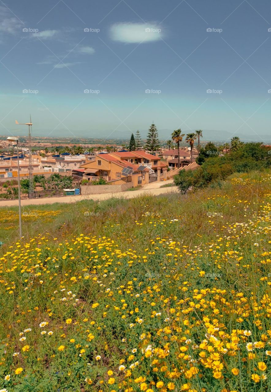 Spring flowers in Spain