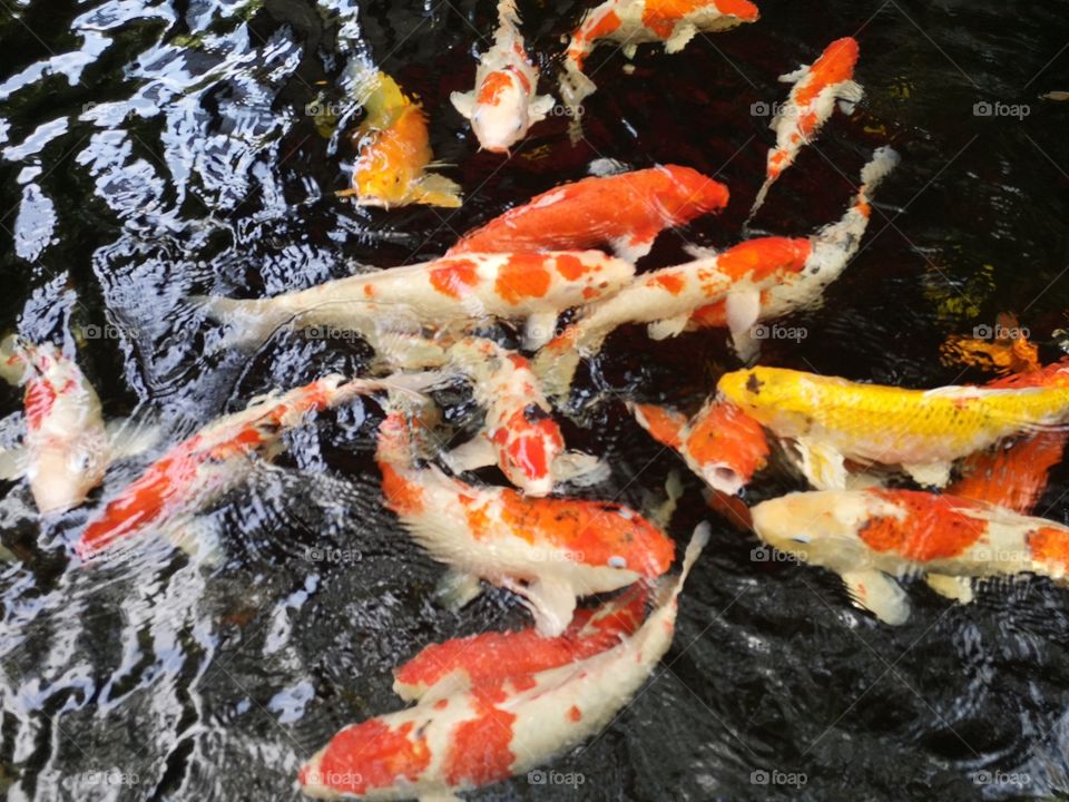 Fancy​ carp​ koi fish​