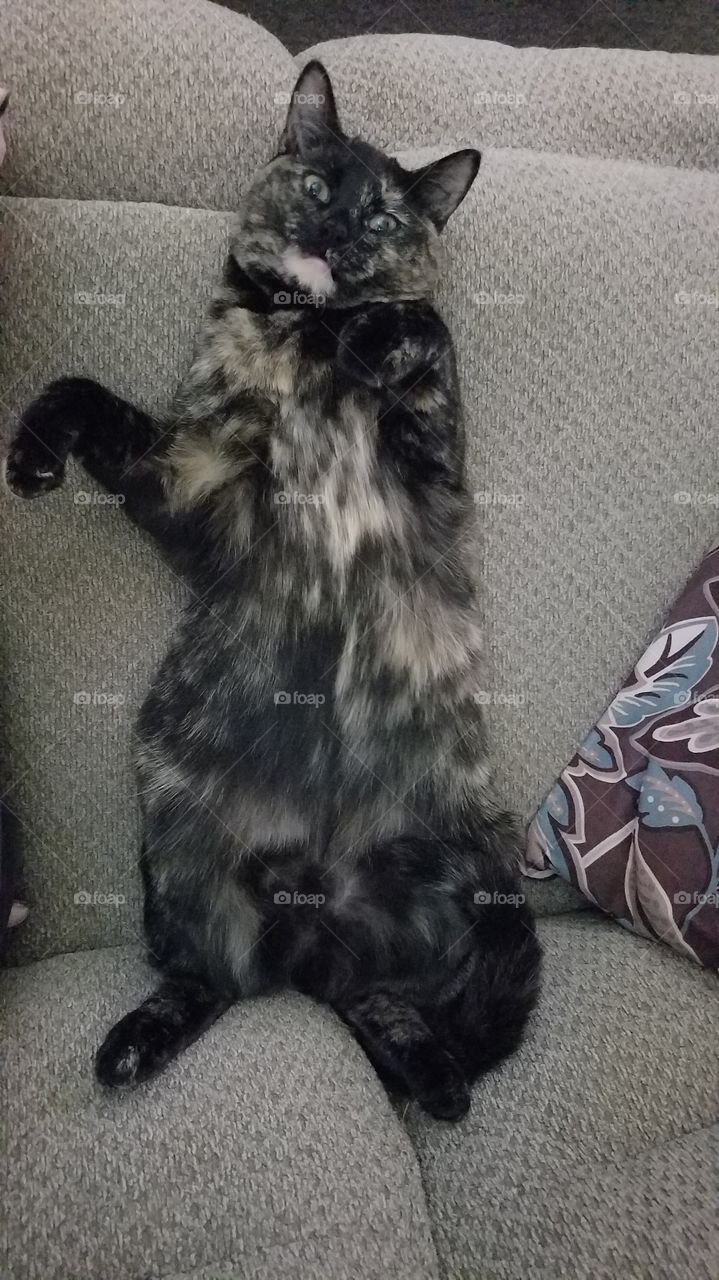 Kick Back Tortie