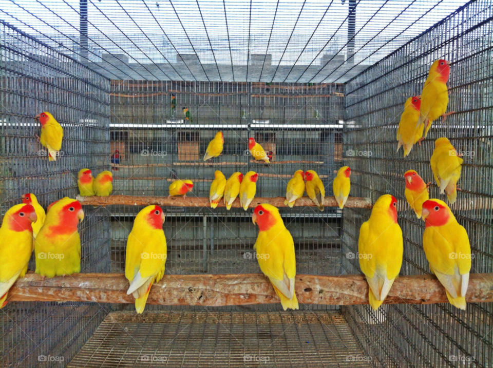 Birds in cage