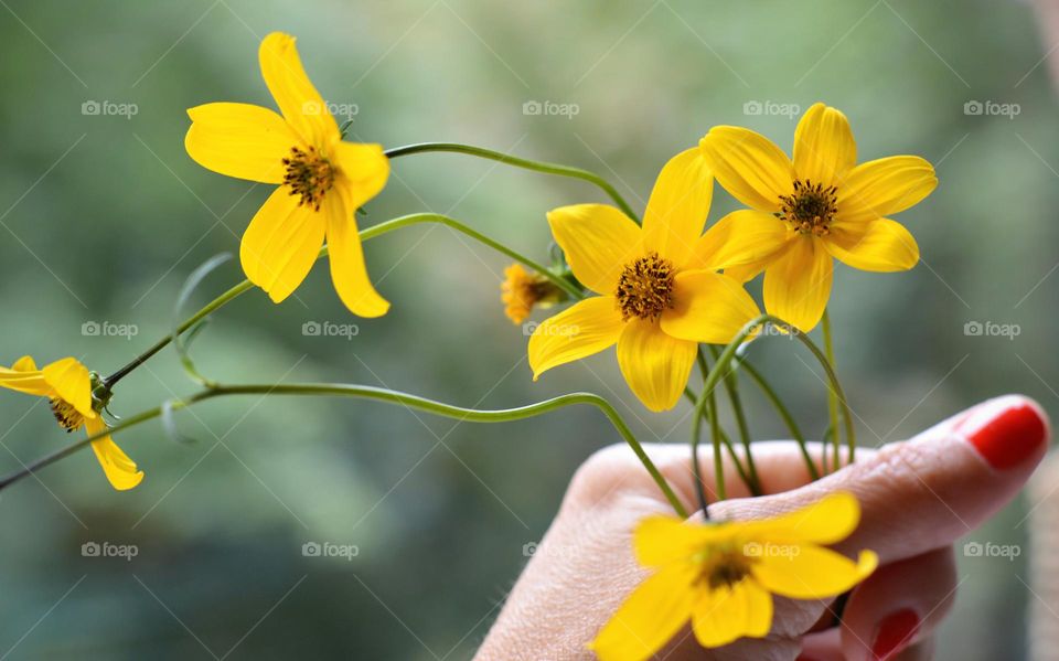 yellow flowers in the female hand green background love summer