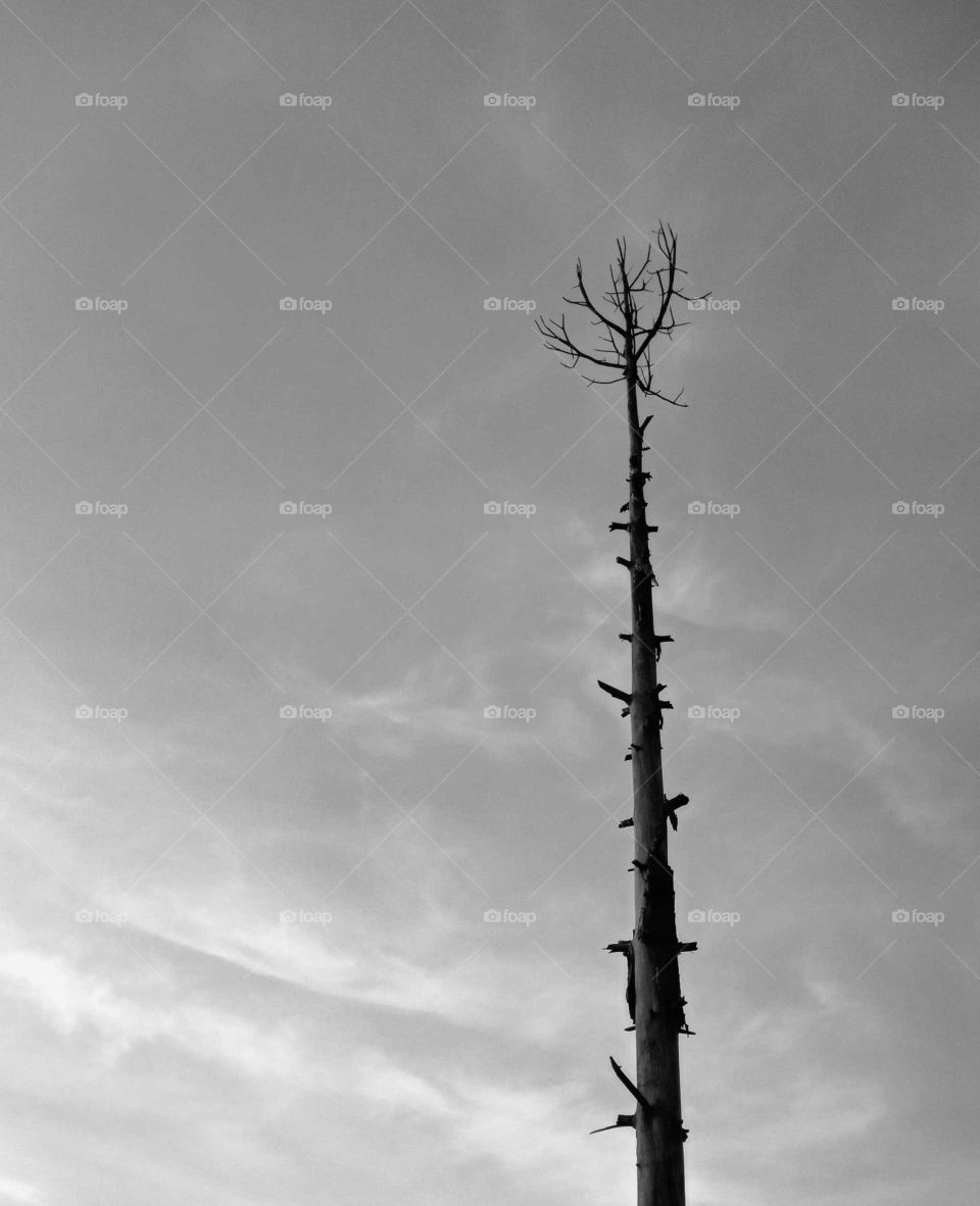 black and white minimalist, dead pine tree, still standing, cloudy sky, non green, save tree