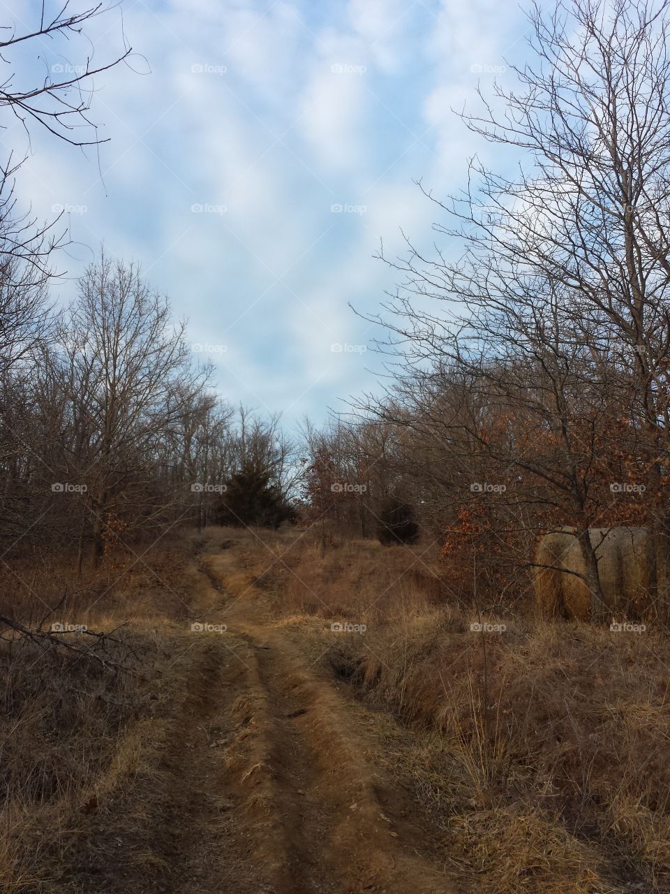 February Woodland Views