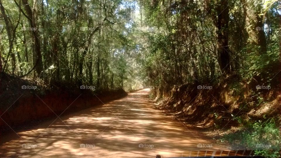 Old dirt canopy road