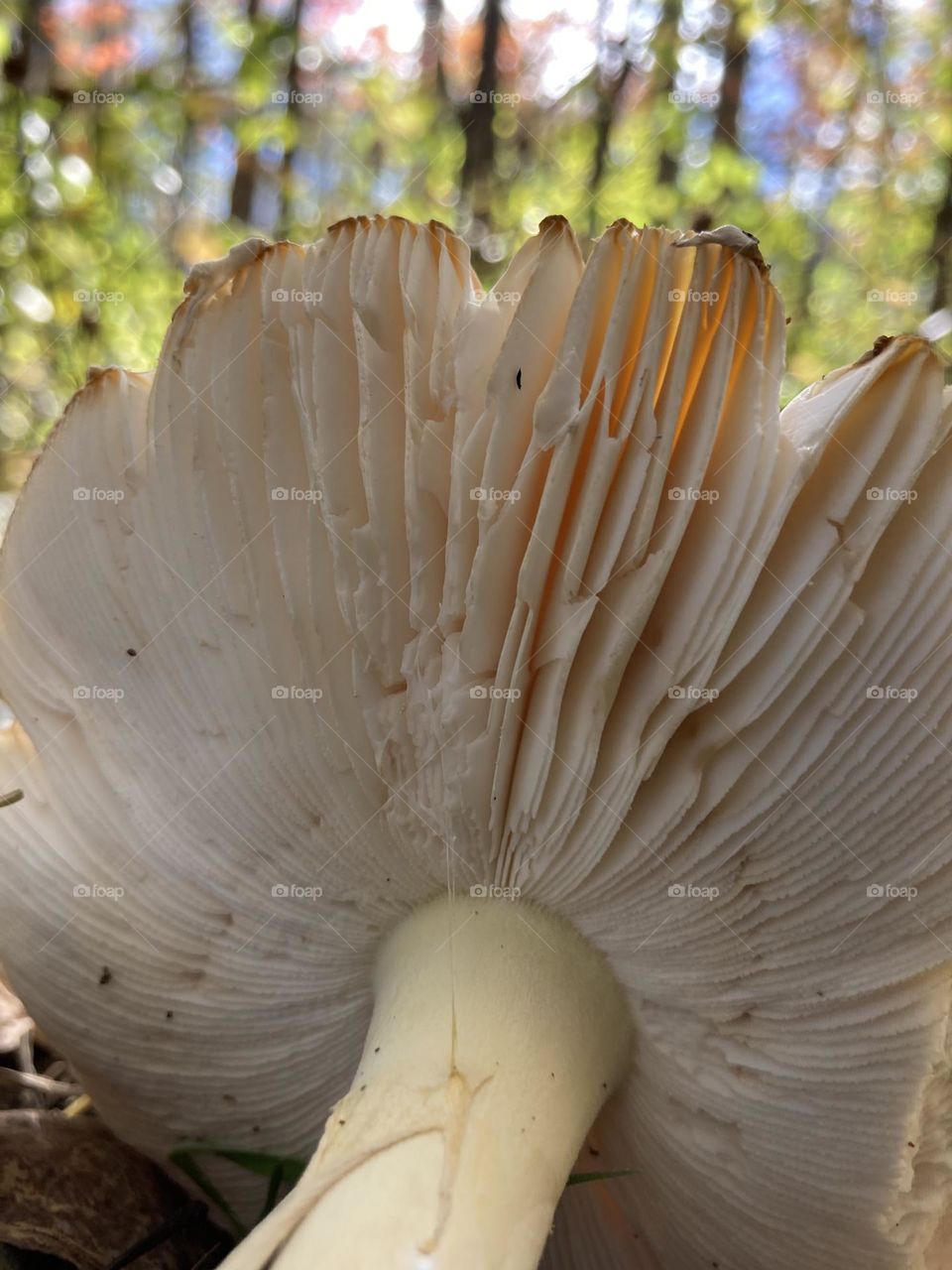 Under the Mushroom 