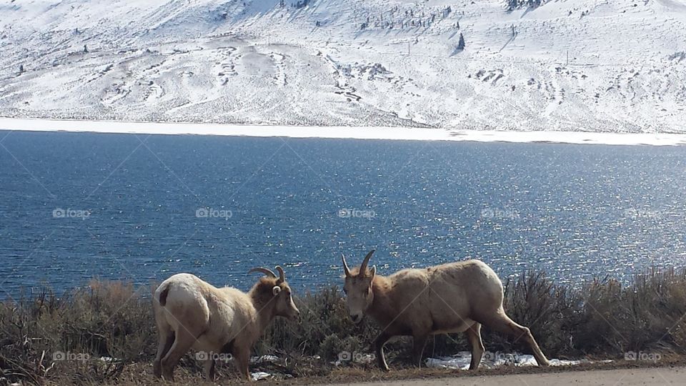 Mountain goats out for lunch
