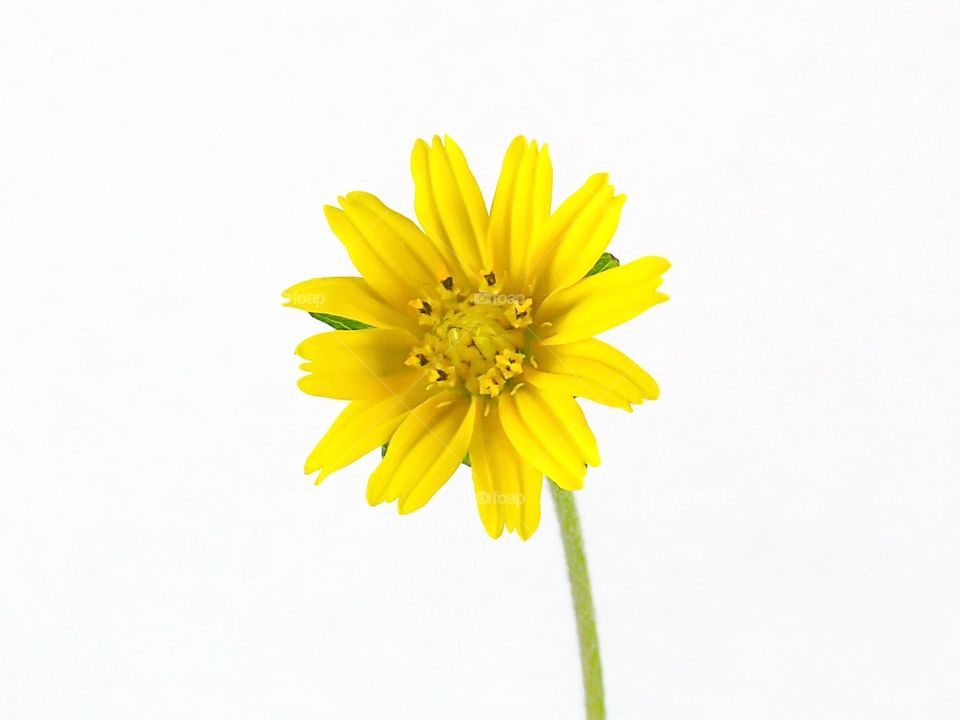 Close-up of yellow flower against white background