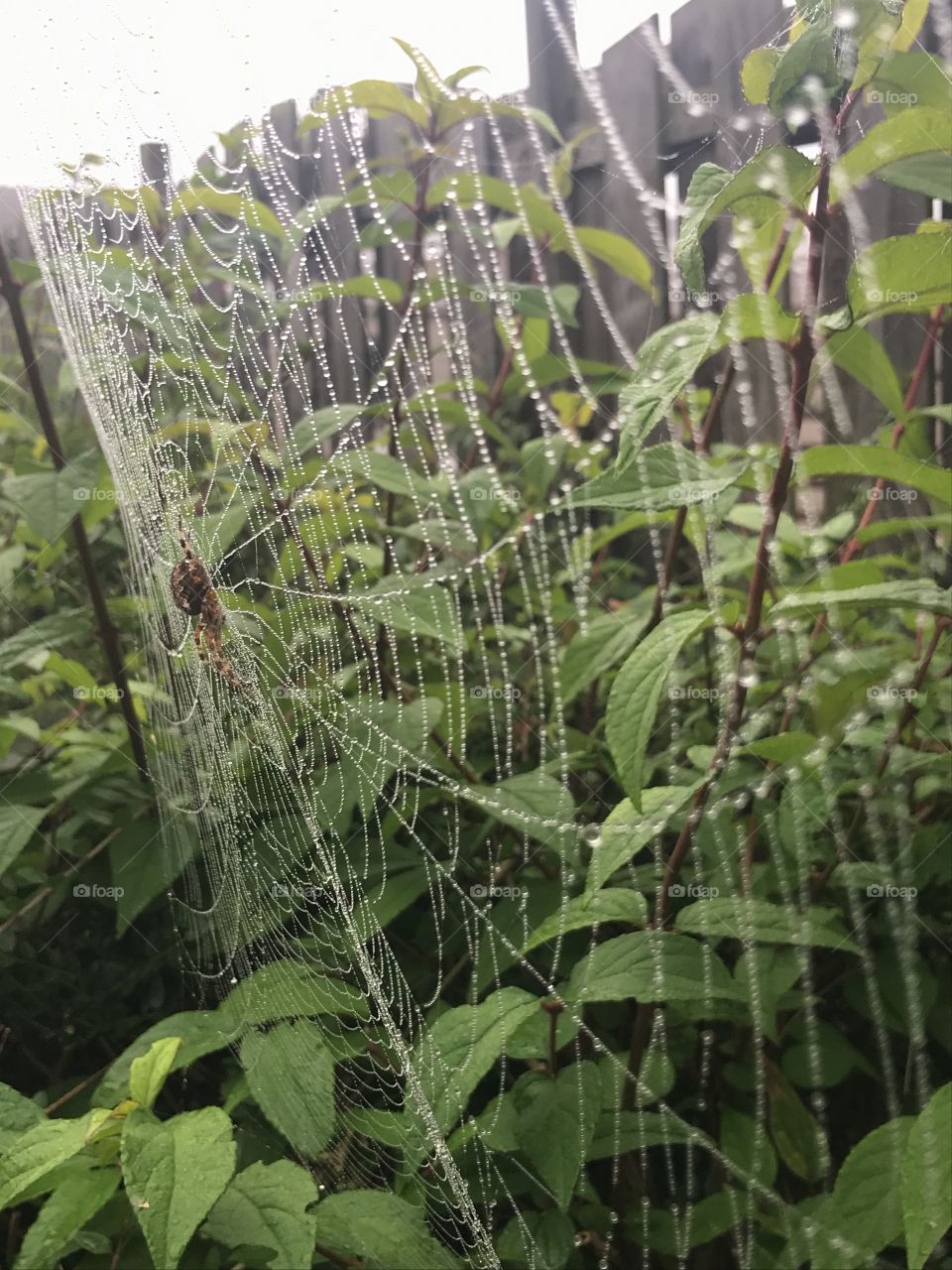 A close up of a spider in its web in the pouring rain 