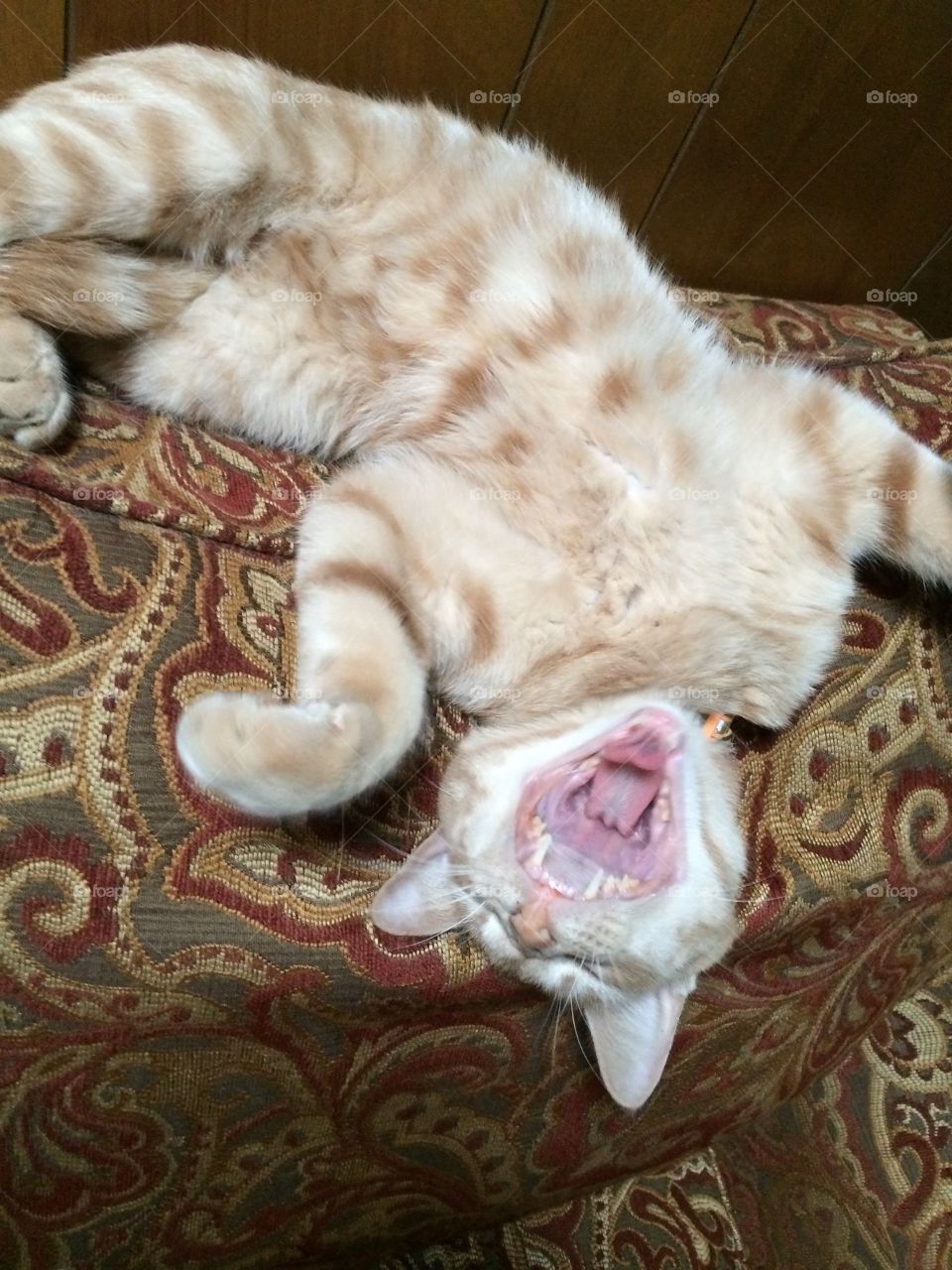 Cat meowing. Handsome orange tabby meowing while on his back