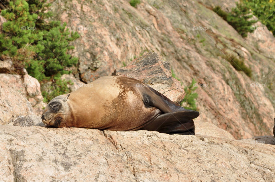 happy sleeping animal zoo by hkjohan