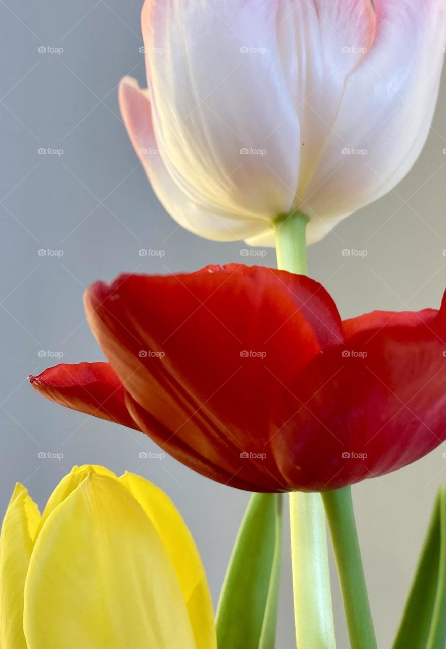 Tulips 