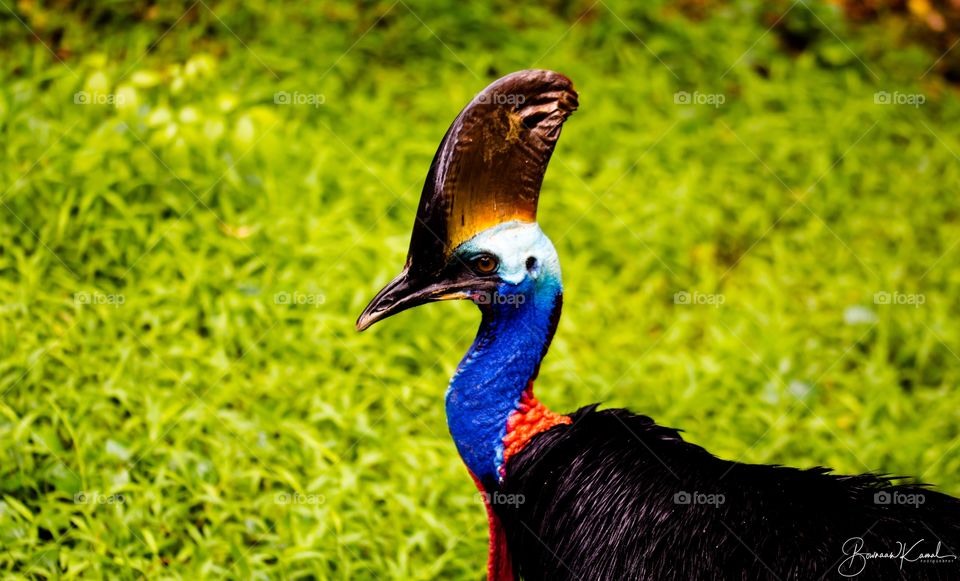 Cassowary from Singapore