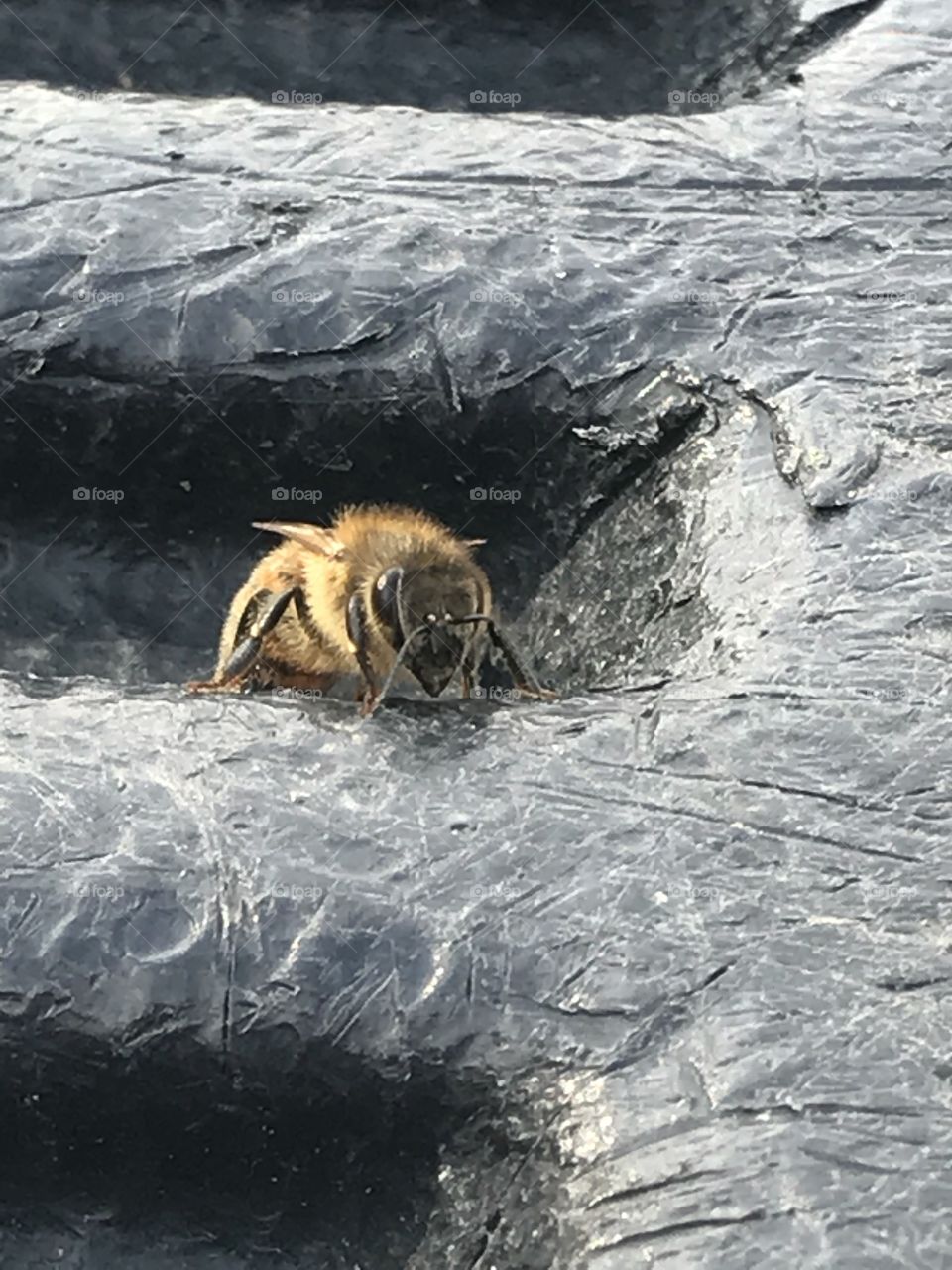Honeybee on a tailgate