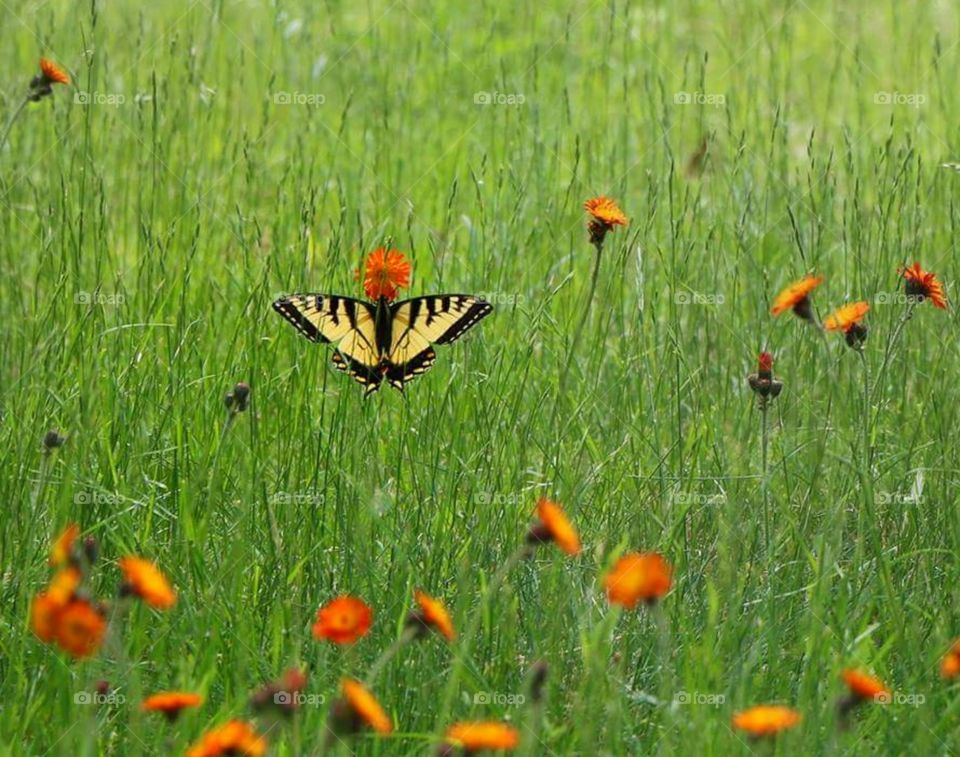 Posing  Yellow Swallowtail in a field