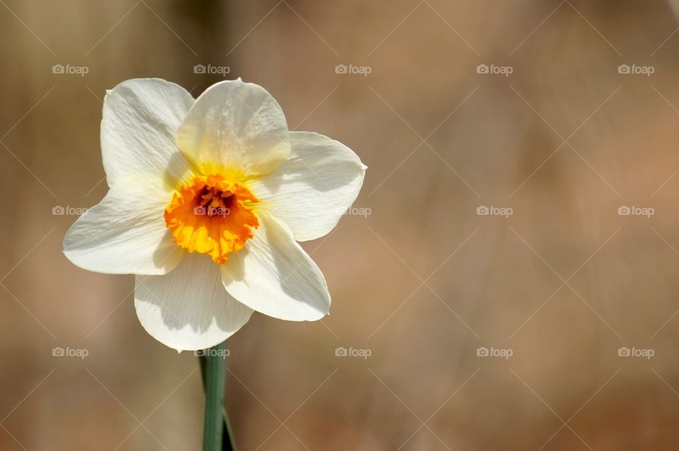 Lonely Daffodil 