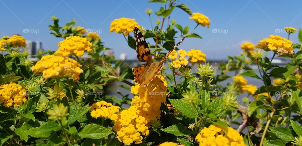 A monarch butterfly sitting on a yellow flower bush on the side of a bridge in Arkansas. This is one of my personal favorites.