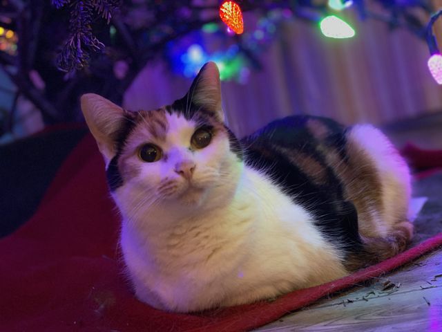 Calico kitty under the Christmas tree 