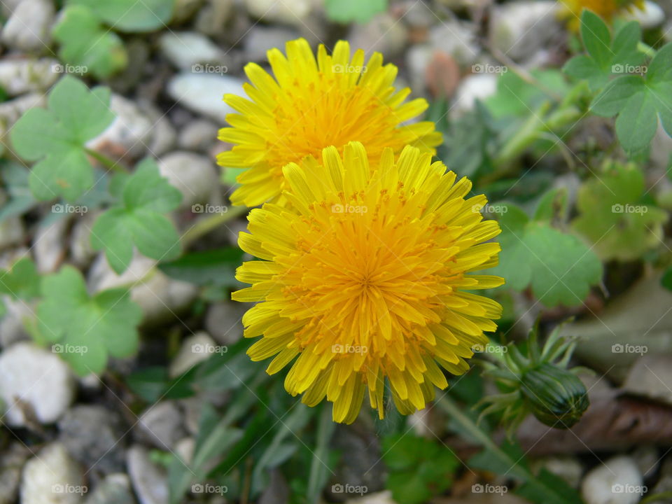 a closeup pic of a colorful yellow couple of dandelion flowers in a garden in springtime