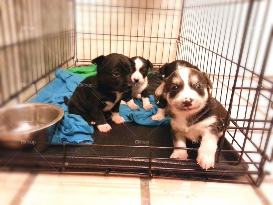 four mixed puppies in crate