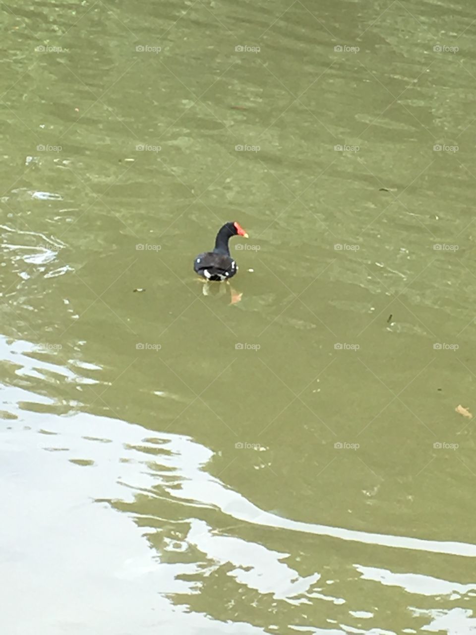 Um patinho solitário - Um dia gostoso no Parque Botânico - tudo em família e com muito verde. Assim vale a pena ser feliz!