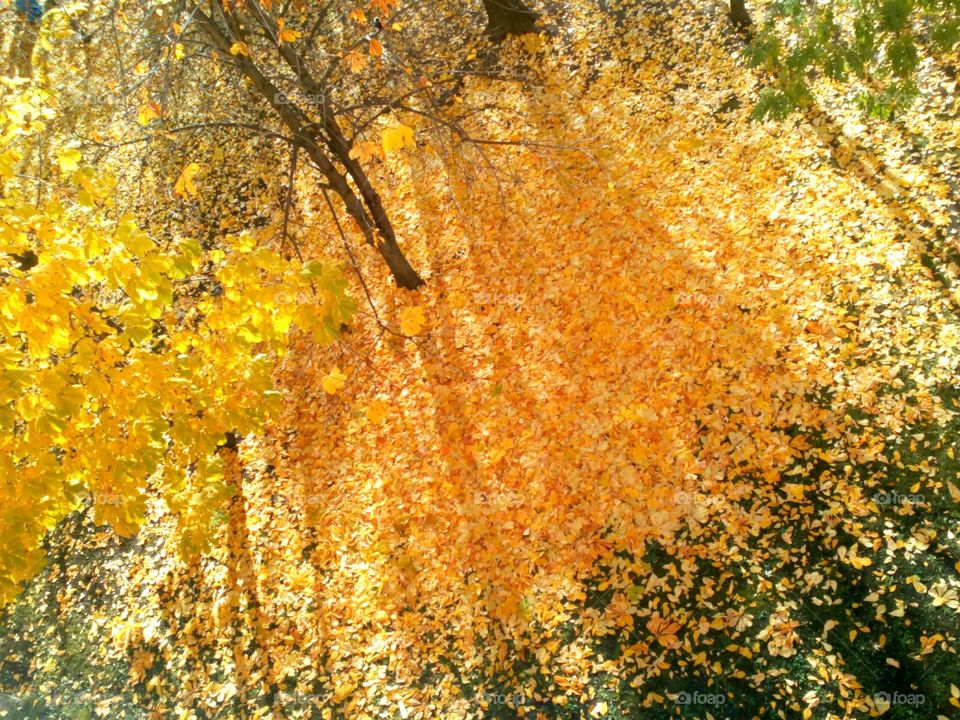 Fall, Leaf, Nature, Tree, Season