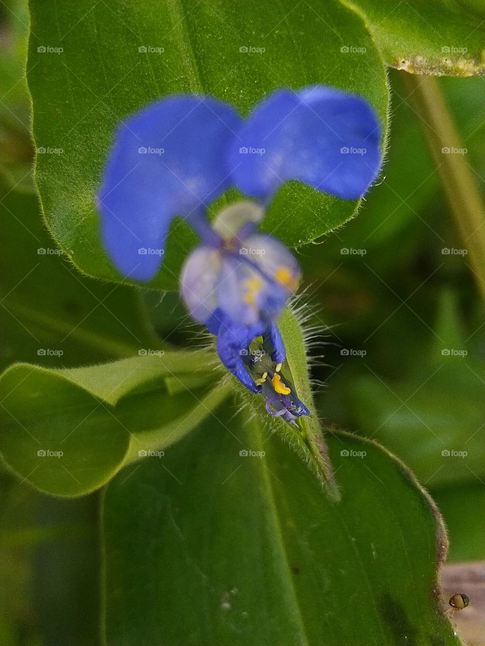 Gewor flowers or grass are weeds that are commonly found in rice fields and are also often used as vegetables or salad
