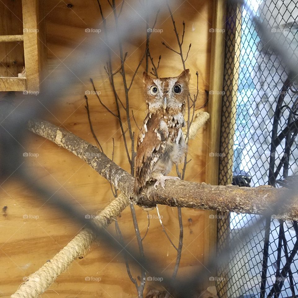 Wide eyed screech owl.