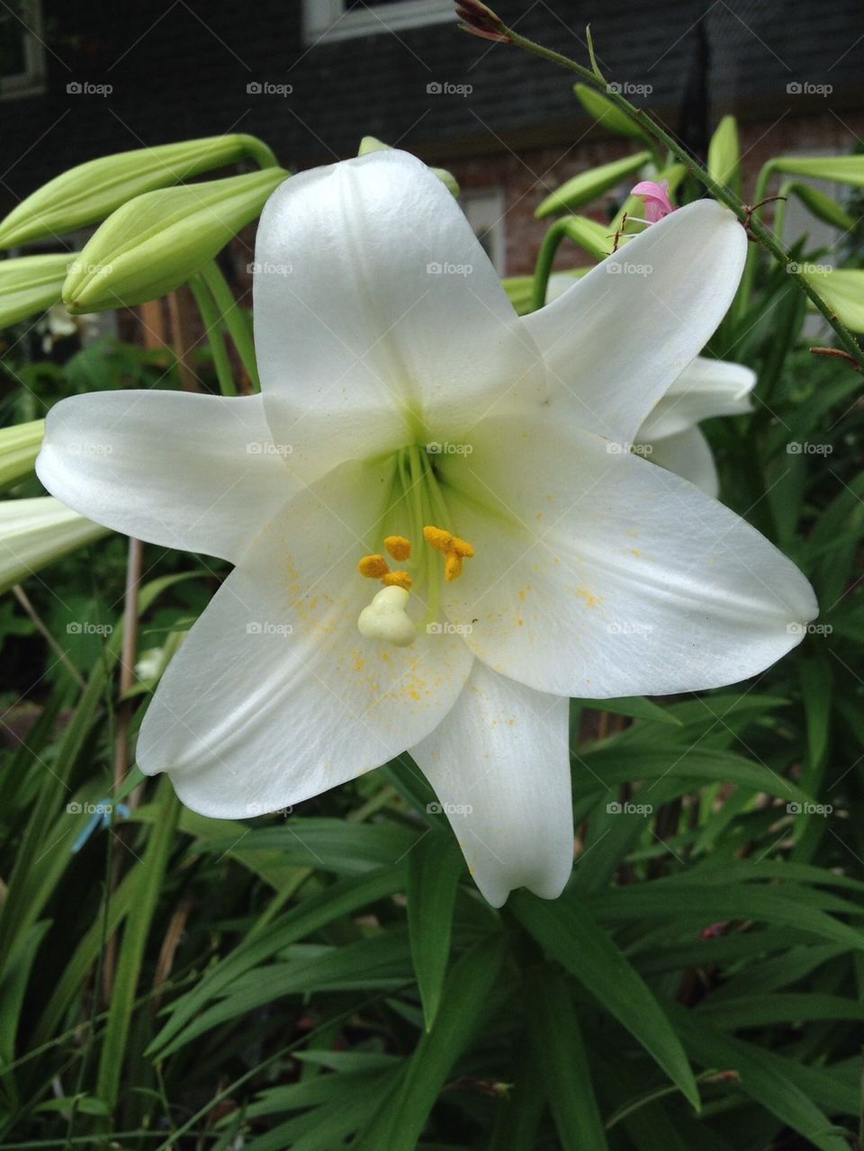 White Lilly 