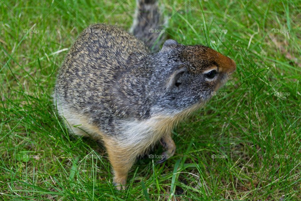 Prairie dog Squirrel groundhog in the Rocky Mountains in Canada in a grassy Meadow