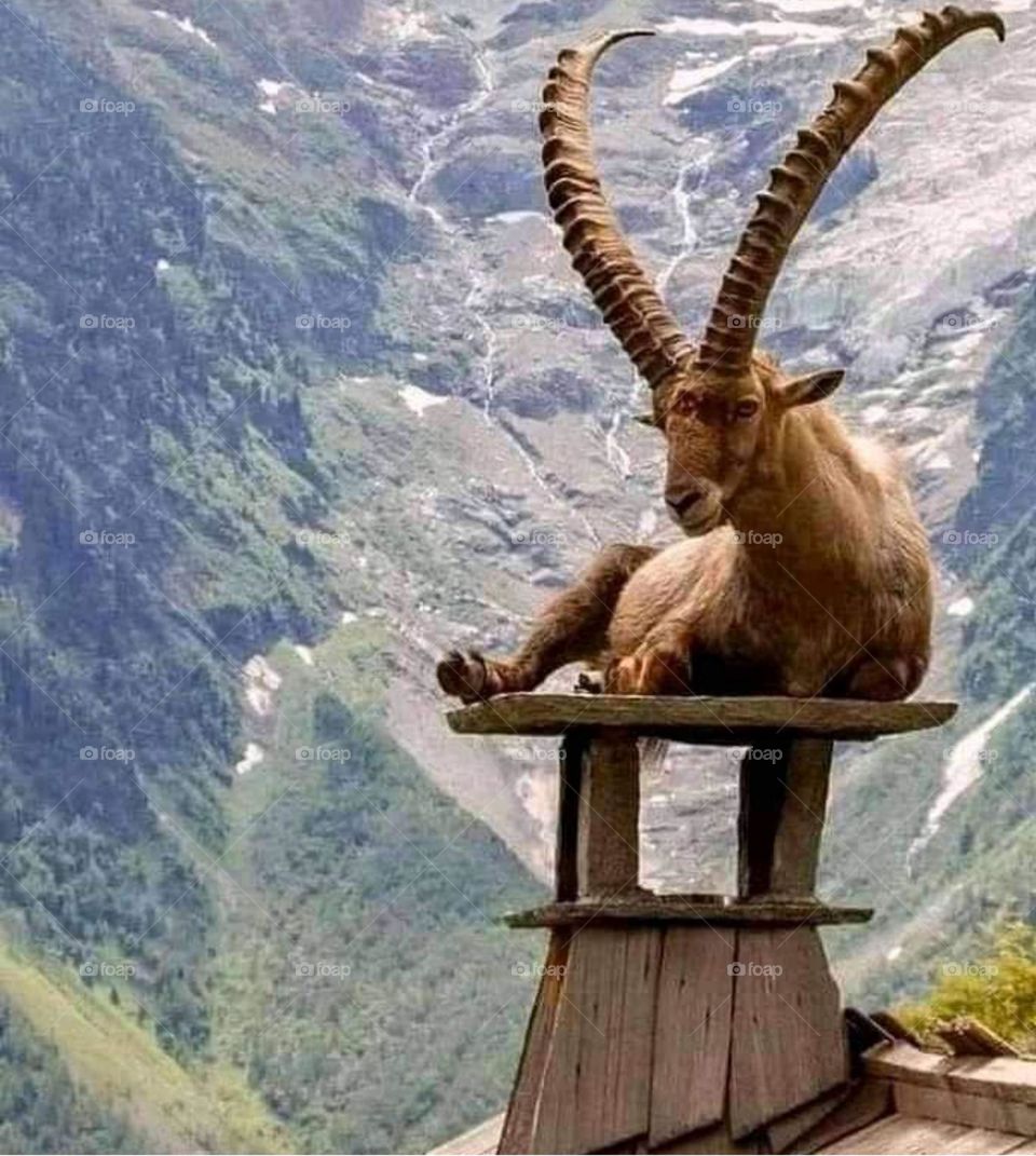 Foap Foap Foap you are GREAT